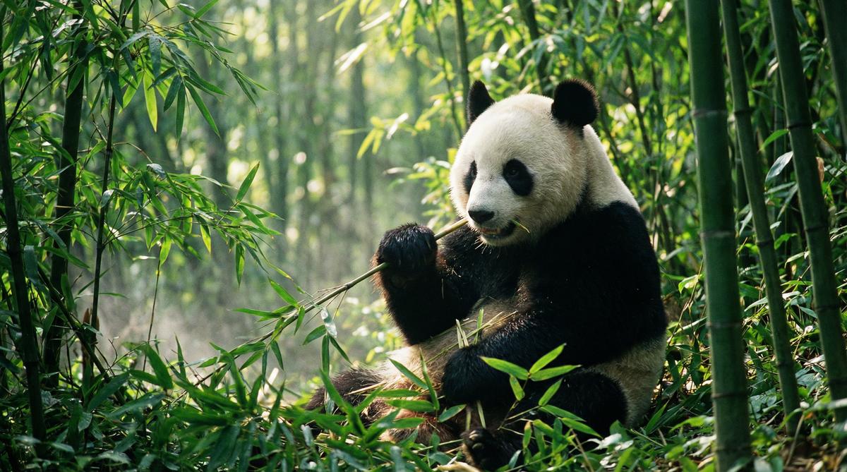 国产主播熊猫视频