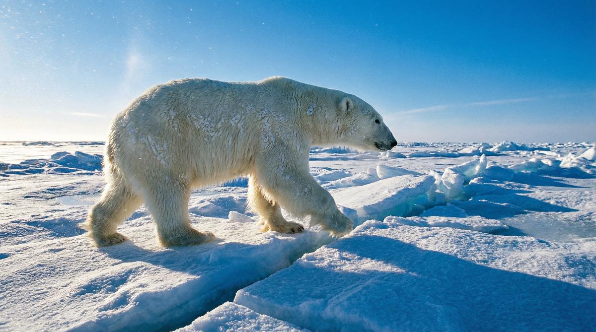 国产主播北极熊视频