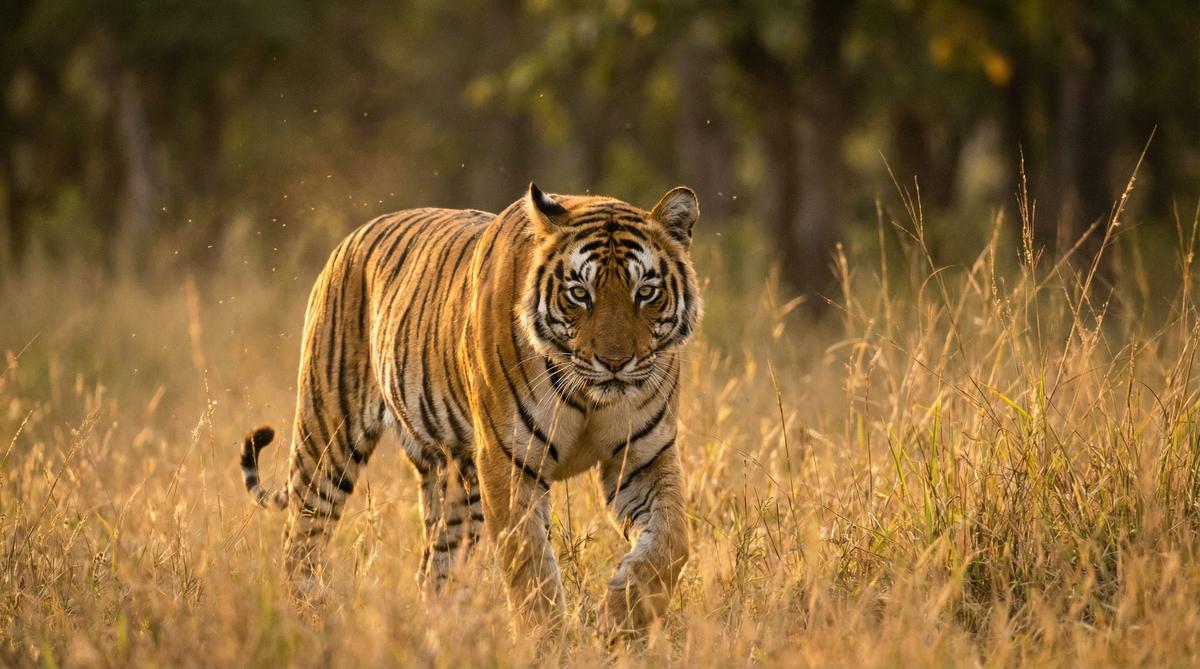 国产主播老虎视频